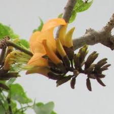 Image result for Erythrina afra