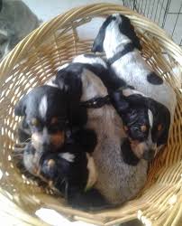 6 purebred bluetick coonhound puppies for sale ukc registered, sire and dam ukc registered. D Rallen S Bluetick Coonhound Puppies Picture Page Home Facebook