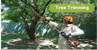 Although Tree Removal Is A Last Resort There Are Circumstances When It Is Necessary We Can Help You Decide C Tree Trimming Service Tree Pruning Planting Shrubs
