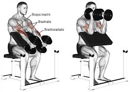 Comment Effectuer Le Curl Prise Marteau Au Pupitre Avant Bras Biceps Musculation Musculation Bras Exercice Musculation
