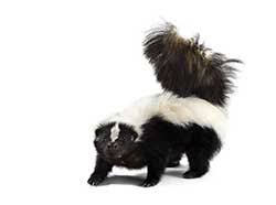 Skunks are north and south american mammals in the family mephitidae. Skunk Definition And Meaning Collins English Dictionary