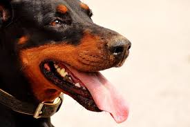 They maintain a reserved nature with strangers, but they never lack courage. Rottweiler Doberman Mix Breed Guide A Love Of Rottweilers