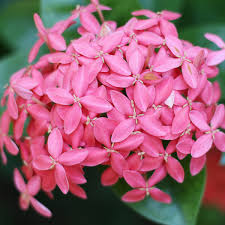 Image result for Ixora nana