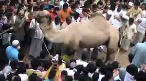 We have to find the islamic way of slaughtering. Un Experienced Butcher Slaughtering A Heavy Camel Video Dailymotion
