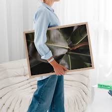 Image result for Ficus bubu