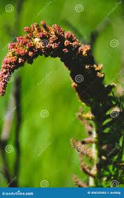 Image result for Gunnera perpensa