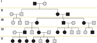 analysis of x linked dominant and recessive traits bartleby