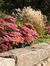 Pflegeleicht Und Unverwustlich Mit Diesen Pflanzen Machen Sie Nichts Falsch Pflegeleichter Garten Pflegeleichte Pflanzen Pflanzen