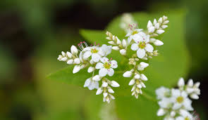 Image result for Fagopyrum