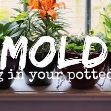 Had a plumber here yesterday that had to go under the house. How To Get Rid Of White Fuzzy Moldy Potting Soil Dengarden