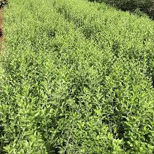 Image result for Lawsonia inermis