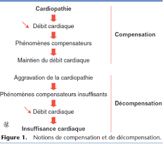Elle peut atteindre le coeur gauche, le coeur droit, ou les deux (insuffisance cardiaque gauche, droite, globale). Traitement De L Insuffisance Cardiaque Principales Classes Therapeutiques Centre Hospitalier Clinique Veterinaire Cordeliers A Meaux 77