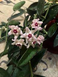 Hoya Lyi China Hoya Plants Beautiful Flowers Guava Tree