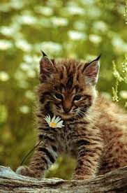 Baby Bobcat Vasak Sevimli Kediler Kedi