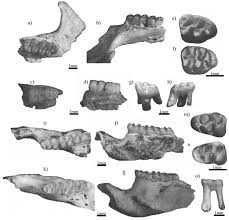 Высокогорные песчанки ( eligmodontia ), 7 видов. A New Species Of Sigmodontinae Rodentia From The Late Hemphillian Of Central Mexico And Comments On The Possible Radiation Of This Group