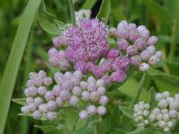 Image result for Pluchea