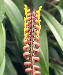 Image result for Bulbophyllum falcatum