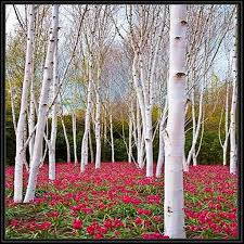 White Birch Trees For Sale Near Me 35 White Birch Tree Seeds Under The Sun Seeds By Underthesunseeds 2 99 White Birch Trees Tree Seeds Beautiful Tree