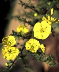 Image result for Rhigozum