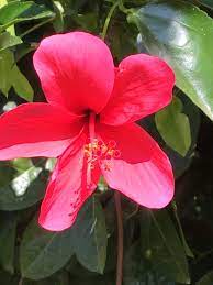 Pink Hibiscus Flower Hibiscus Plant Low Maintenance Plants Hibiscus Flowers