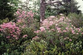 Native Azaleas Rhododendron Prinophyllum Native Plant Gardening Rhododendron Azaleas