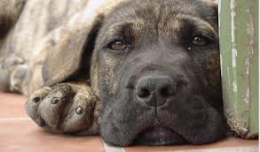 Favorite this post jul 29 maltese morkie puppies Breed Profile Perro De Presa Canario History And Temperament