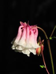 Image result for Aquilegia vulgaris Tower Mix