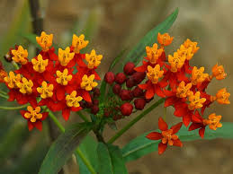 Asclepias Curassavica Tropical Milkweed World Of Flowering Plants Milkweed Plant Milkweed Garden Flowers Perennials