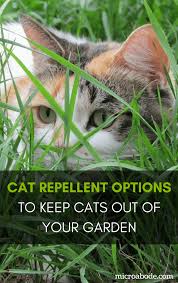 Rentokil cat deterrent granules natural 500g deter from digging, fouling gardens. Microabode Com Is For Sale Brandbucket Cat Repellant Cat Repellant Garden Plants That Repel Cats