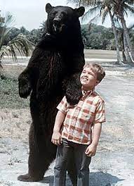 Maybe you would like to learn more about one of these? Gentle Ben Gentle Ben Old Tv Shows Classic Television