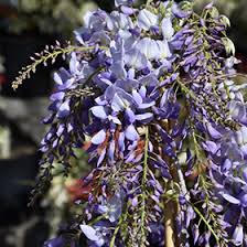 Showy, large clusters of sweetly fragrant purple flowers in spring are followed by large, compound, dark green leaves on vigorous twining stems. Texas Purple Japanese Wisteria Wisteria Floribunda Texas Purple In San Antonio Texas Tx At Rainbow Gardens