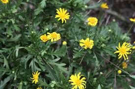It produces yellow flowers that crop up several times a year. 12 Plants That Thrive In The Sun How To Make A Beautiful South Florida Flowerbed Dengarden