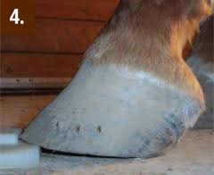Under this name we indicate all cases in which the horn of the wall become straightened when hereditary in the horse, however, it is certainly a defect, and is associated commonly with an. Equine Therapeutic Farriery Dr Stephen O Grady Veterinarians Farriers Books Articles