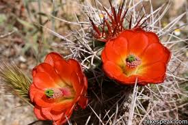Fabric paint and flowers for a succulent halloween. Joshua Tree Wildflowers Hikespeak Com