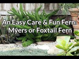 An Easy Care Fun Fern Myers Or Foxtail Fern 4 Steps With Pictures Instructables