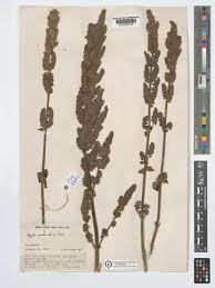 Image result for Mesosphaerum pectinatum