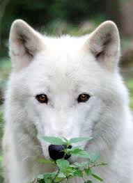 Save The Wolves Wolf Dog Animals Wild Wolf Love