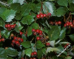 Image result for Hawthorn