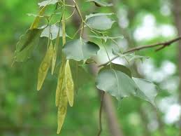 Image result for Dalbergia boehmii