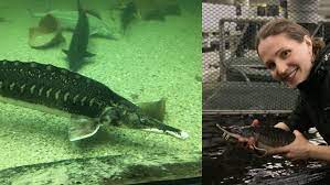 Depending on your political affiliation, the words sturgeon in peril may fill you with delight, despair or indifference. My Research The Immune System Of Sturgeons Igb