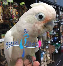 In 1993 the world parrot trust. Goffin Cockatoo Female