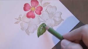 A beautiful flower always makes us smile. Flower Colored Pencil Drawings Novocom Top