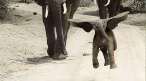This is funny elephant video by ben jarlett on vimeo, the home for high quality videos and the people who love them. Elephants Funny Baby Elephant Videos Compilation Graciosas Crias De Elefante Video Recopilacion Youtube