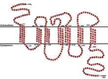 That several other genes can perform the same function.'4. Ccr5 Wikipedia