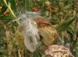 Image result for Gomphocarpus physocarpus