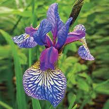 Shakers Prayer Siberian Iris Iris Flowers Bulb Flowers Purple And White Flowers