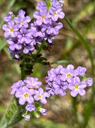 Image result for Heliotropium amplexicaule