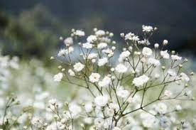 Bugs That Eat Baby S Breath Common Pests Of Baby S Breath Flowers