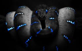293 Snake Hd Wallpapers Backgrounds Wallpaper Abyss Wallpaper Snake Wallpaper Cool Snakes Black Hd Wallpaper