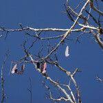 Image result for Albizia tanganyicensis